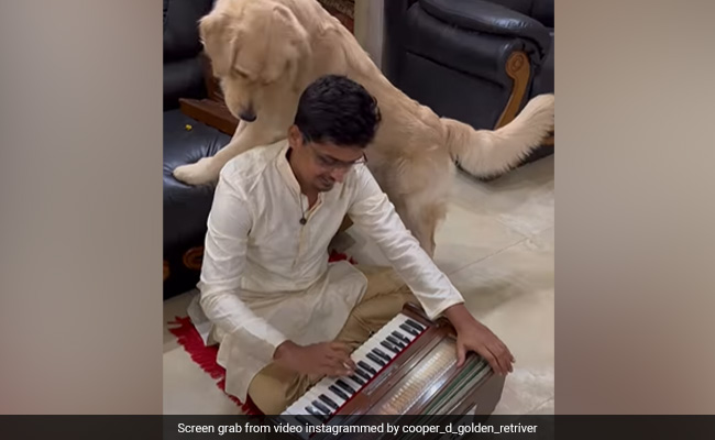Watch: Curious Dog's Reactions To Harmonium's Sound Will Make Your Day
