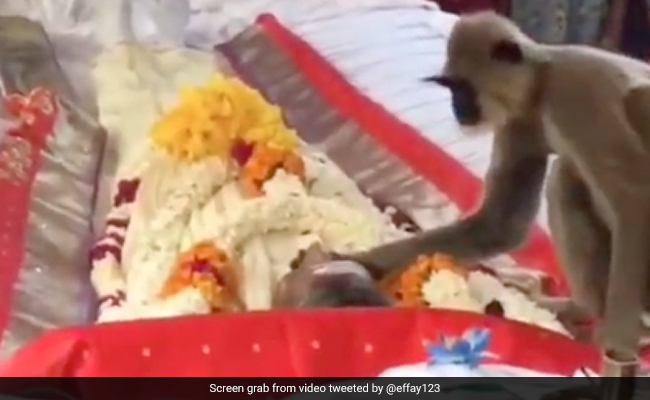 Video: Langur Attends Funeral Of Man Who Used To Feed Him, Internet Moved