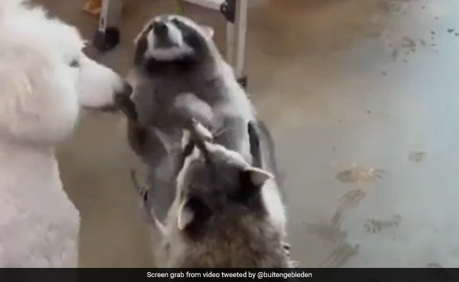 Viral Video Of Two Raccoons And Dog Trying To Catch Bubbles Is The Best Thing You'll See Today