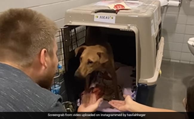 Watch: Couple Adopts A Stray Dog From India, Gives It A New Home In Canada