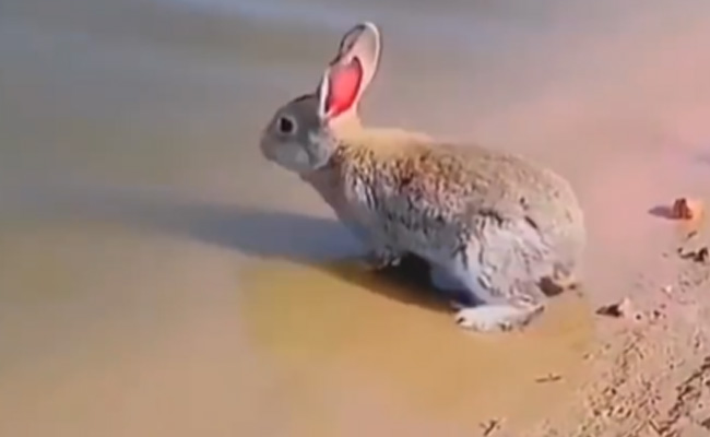 Video: पानी में तैरते खरगोश ने उड़ाए सबके होश, ज़मीन ही नहीं पानी में दिखा तेज़ और फुर्तीला