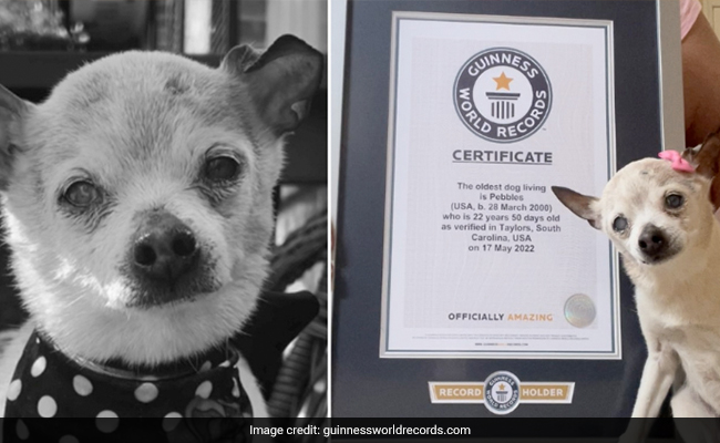 World's Oldest Dog Pebbles Passes Away At The Age Of 22