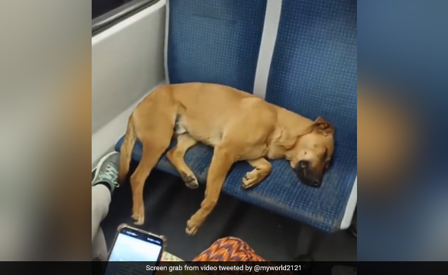Passengers In Crowded Bus Let Sleeping Dog Occupy Seats, Video Melts Hearts On Internet