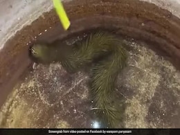 घास की तरह दिखने वाला 'रहस्यमयी सांप' एक रहस्य बना है, कहीं ये एलियन तो नहीं? VIDEO देखें घास की तरह दिखने वाला 'रहस्यमयी सांप' एक रहस्य बना है, कहीं ये एलियन तो नहीं? VIDEO देखें