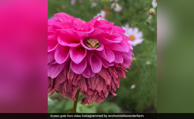 Video Shows Frogs Nestled in Dahlia Flowers, Internet Is All Hearts