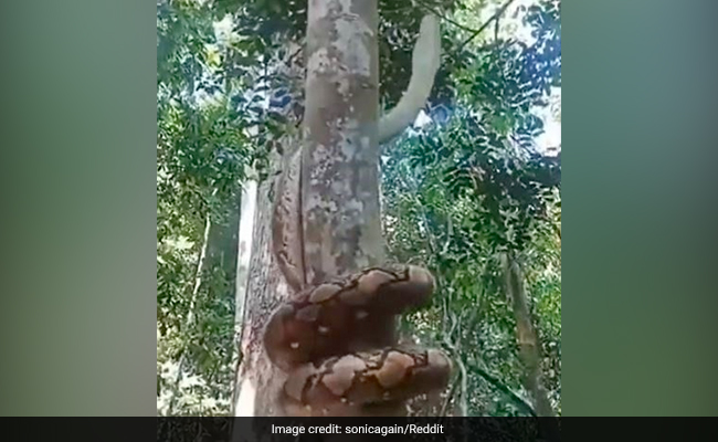 VIRAL VIDEO : पेड़ पर ऐसे चढ़ा "चालाक अजगर", देख कर फटी रह गईं आंखें....