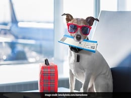 This Indian Airline Will Allow Pet Dogs And Cats In Cabin From November This Indian Airline Will Allow Pet Dogs And Cats In Cabin From November