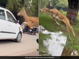 हिरण ने लगाई छलांग और लोगों के ऊपर से उड़ता हुआ निकल गया, IFS ने शेयर किया चौंकाने वाला Video हिरण ने लगाई छलांग और लोगों के ऊपर से उड़ता हुआ निकल गया, IFS ने शेयर किया चौंकाने वाला Video