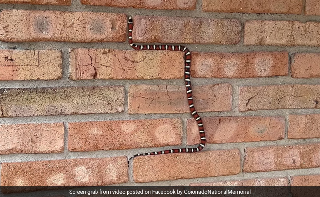 Watch: Kingsnake Shows Off Its Incredible Climbing Skills On Brick Wall, Internet Reacts