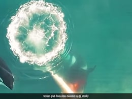 किलर व्हेल्स ने किया सफेद शार्क का शिकार, गला दबोचकर ले गईं समुद्र की गहराइयों में... किलर व्हेल्स ने किया सफेद शार्क का शिकार, गला दबोचकर ले गईं समुद्र की गहराइयों में...