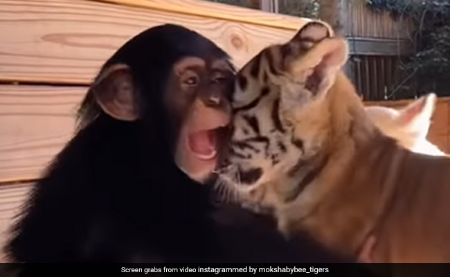 Watch: Baby Chimp Plays With Tiger Cubs, Trio Stuns Internet