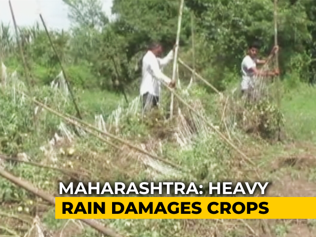 Farmers Face Major Crop Damage In Maharashtra Due To Heavy Rain