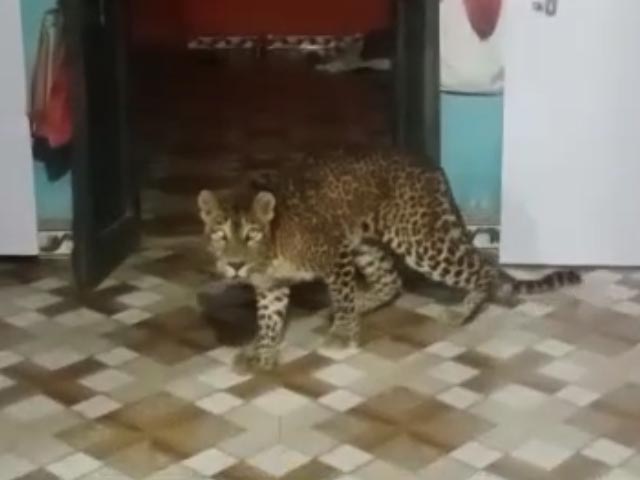 Viral Video: Leopard Enters Maharashtra House, Roams Around