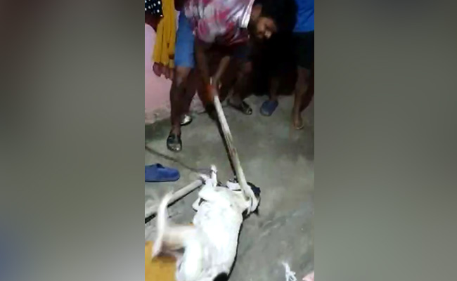 3 Arrested After Viral Video Showed Them Mercilessly Thrashing A Dog