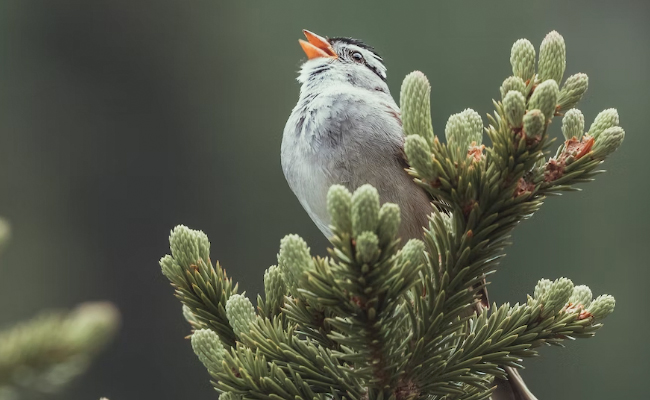 Study Finds Listening To Birds Can Reduce Stress And Anxiety In Humans