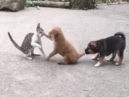 Puppy और बिल्ली के बीच हुई लड़ाई, दोस्त ने पूंछ पकड़कर रोका, वीडियो देख हंसने लगेंगे Puppy और बिल्ली के बीच हुई लड़ाई, दोस्त ने पूंछ पकड़कर रोका, वीडियो देख हंसने लगेंगे