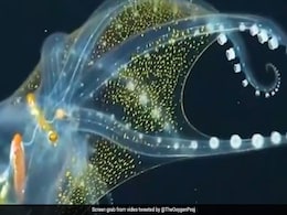 Viral Video Of Rare Glass Octopus Leaves Internet Mesmerised Viral Video Of Rare Glass Octopus Leaves Internet Mesmerised