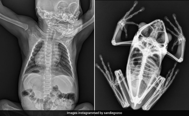 X-Ray Images Of Animals Shared By San Diego's Zoo Stun Internet