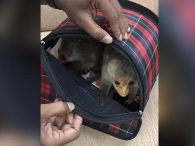 Watch: Chennai Customs Seize 5 Exotic Animals Hidden In Check-In Baggage