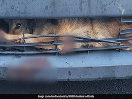 Florida Wildlife Officials Rescue Adult Coyote Hit By Car And Stuck In Grill Overnight Florida Wildlife Officials Rescue Adult Coyote Hit By Car And Stuck In Grill Overnight