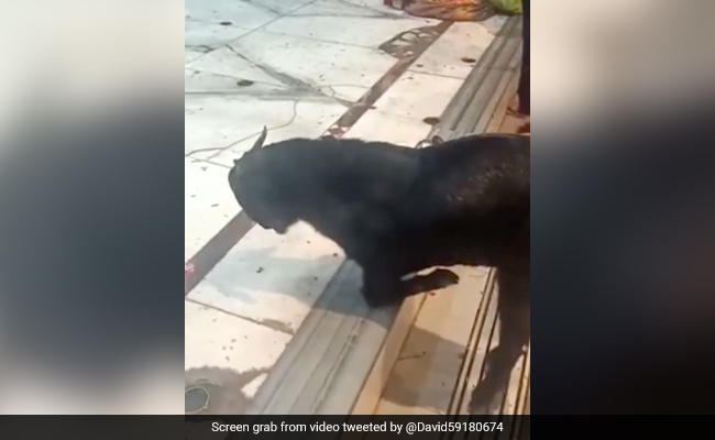 Video Showing Goat Kneeling Down At Temple During <i>Aarti</i> Stuns Internet