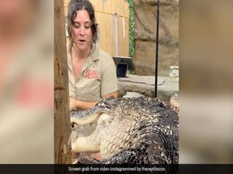 Viral Video Shows Hungry Alligator Tries To Attack Zookeeper Viral Video Shows Hungry Alligator Tries To Attack Zookeeper