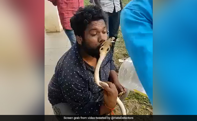Watch: Man Tries To Kiss King Cobra On Head, Gets Bit On The Lip