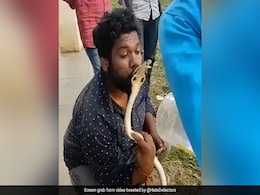 VIDEO: King Cobra को Kiss करना पड़ा भारी, फन फैलाकर होठों का किया ऐसा हाल देखकर कांप जाएगी रूह VIDEO: King Cobra को Kiss करना पड़ा भारी, फन फैलाकर होठों का किया ऐसा हाल देखकर कांप जाएगी रूह