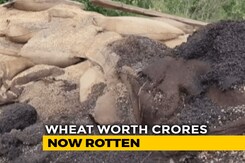 Ground Report: Wheat Worth Crores Rot In Haryana, Could've Fed 70 Lakh Ground Report: Wheat Worth Crores Rot In Haryana, Could've Fed 70 Lakh