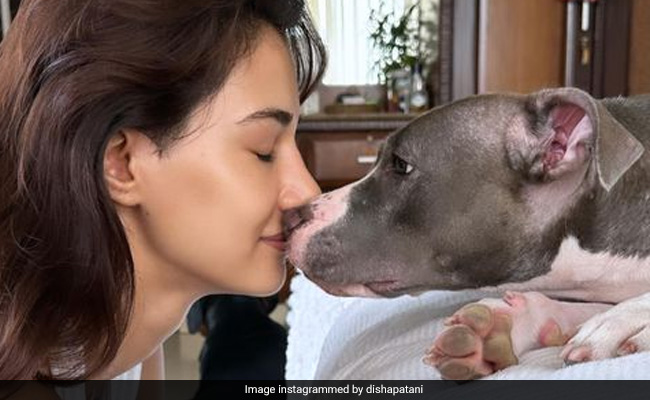 Disha Patani's "Random" Pics With Pets Are Too Cute To Miss