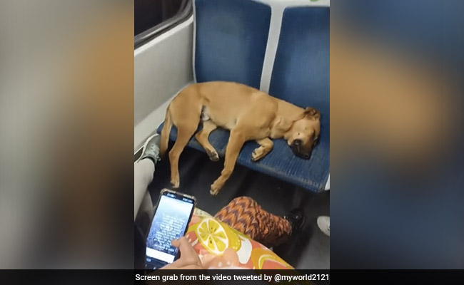 गाड़ी की सीट पर सो रहा था कुत्ता, खड़े रहे यात्री, लेकिन किसी ने उसे हटाया नहीं, Video देख पिघला लोगों का दिल