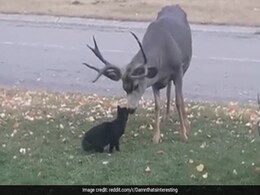 Viral Video: Cat Messes With Wild Deer, Gets Pampered At First But Kicked Out Later Viral Video: Cat Messes With Wild Deer, Gets Pampered At First But Kicked Out Later