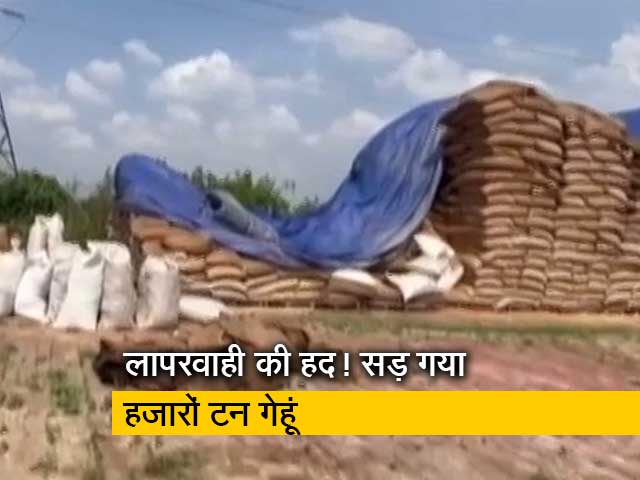 हरियाणा के सरकारी गोदामों में 42 हजार मीट्रिक टन गेहूं सड़ा