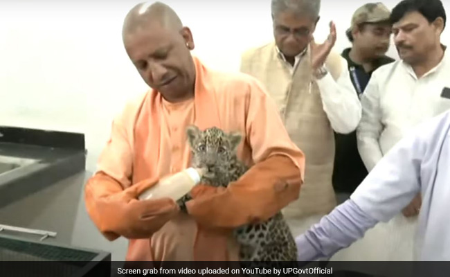 गोरखपुर के Zoo में योगी आदित्यनाथ ने तेंदुए के शावक को बोतल से पिलाया दूध
