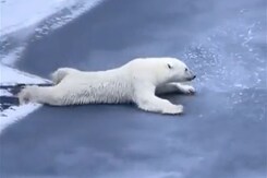 Watch: How To Cross Thin Ice 101, From A Polar Bear Watch: How To Cross Thin Ice 101, From A Polar Bear