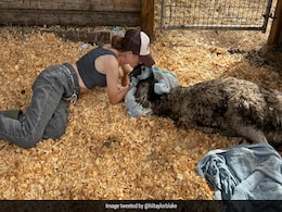 Emmanuel, Internet's Favourite Emu, Catches Bird Flu, Struggling For Life Emmanuel, Internet's Favourite Emu, Catches Bird Flu, Struggling For Life