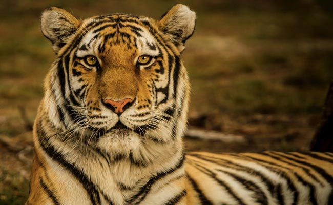 Tiger Found Dead In Madhya Pradesh Forest, 3rd Incident In 10 Days