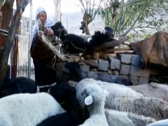 Mansura, A Woman On A Mission