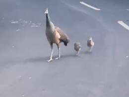 Video: राजभवन की सड़क पर दिखा अनोखा नजारा, मां के साथ मॉर्निंग वॉक पर निकले मोर के बच्चे Video: राजभवन की सड़क पर दिखा अनोखा नजारा, मां के साथ मॉर्निंग वॉक पर निकले मोर के बच्चे