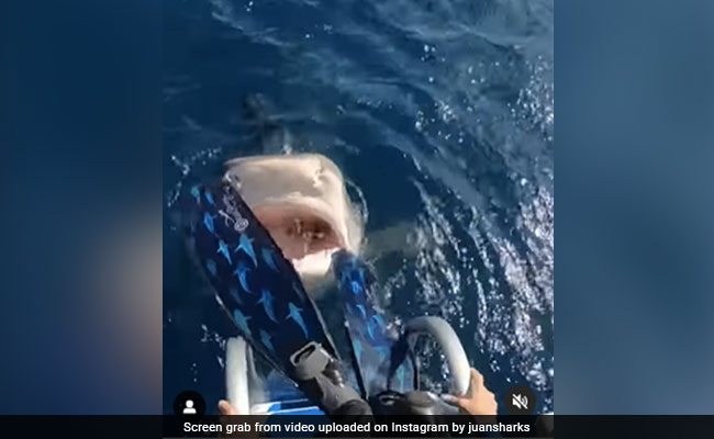 Terrifying Video Shows Marine Scientist Nearly Diving Into Tiger Shark's Mouth