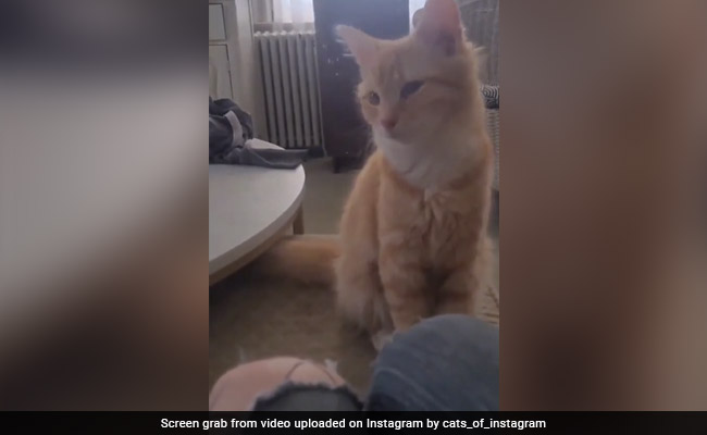 Video Of Cat Bobbling Its Head Can Take Away Your "Monday Blues"
