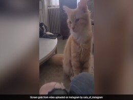 Video: सोशल मीडिया पर वायरल हो रहे हैं इस क्यूट सी बिल्ली के एक्सप्रेशन Video: सोशल मीडिया पर वायरल हो रहे हैं इस क्यूट सी बिल्ली के एक्सप्रेशन