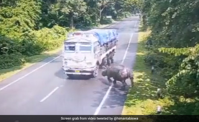Driver Fined For Hitting Rhino In Assam After Himanta Sarma's Tweet