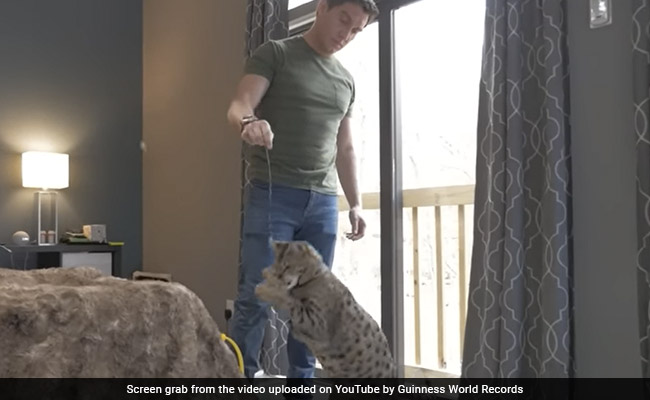 Watch: This Savannah Cat Officially Named Tallest In The World