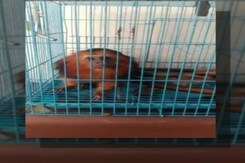 Pythons, Crocodiles Among 140 Exotic Animals Seized In Mizoram, 3 Arrested Pythons, Crocodiles Among 140 Exotic Animals Seized In Mizoram, 3 Arrested