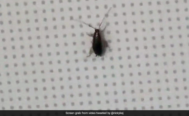 "Cockroach In Flight", Tweets Grammy Winner Ricky Kej, Indigo Replies, "Insects Find A Way At Times"