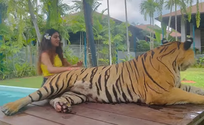 प्रिया प्रकाश ने शेर के साथ बिताया समय, बोलीं- आज इस राजसी जीव से मिली …VIDEO