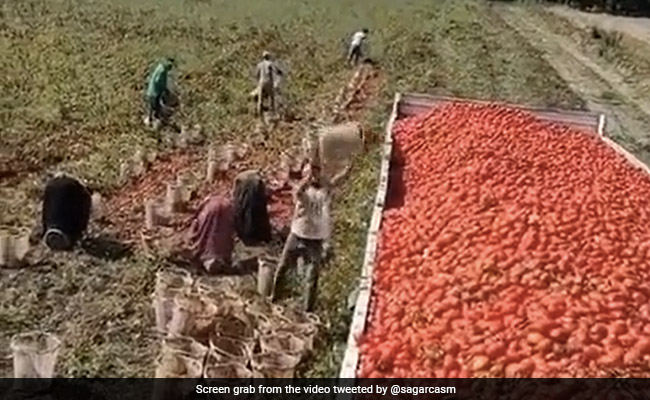 Watch: This Man's Unique Technique Of Loading A Truck With Tomatoes Goes Viral