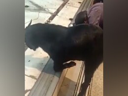 आरती के दौरान घुटनों के बल भगवान को शीश नवाते बकरी का Video हुआ वायरल आरती के दौरान घुटनों के बल भगवान को शीश नवाते बकरी का Video हुआ वायरल