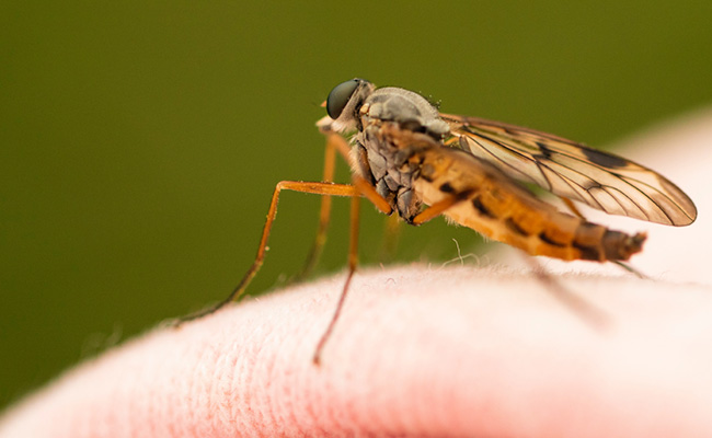 World Mosquito Day: 5 Ways To Protect Yourself From Mosquito-Borne Diseases&nbsp;